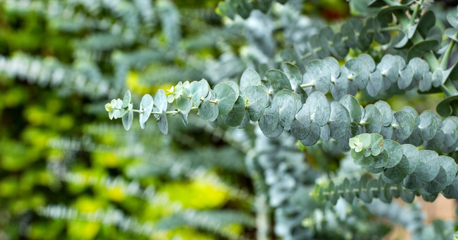 Eucalyptus