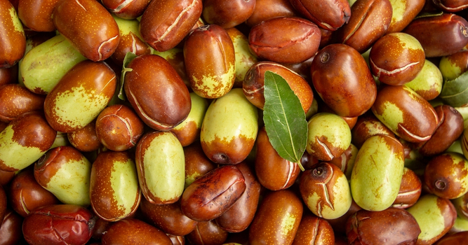 Huile de jojoba