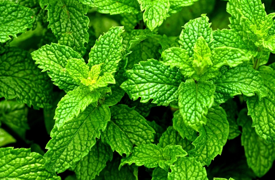 Menthe poivrée
