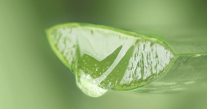 Aloe Vera 